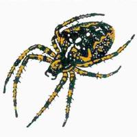 SpiderClubs